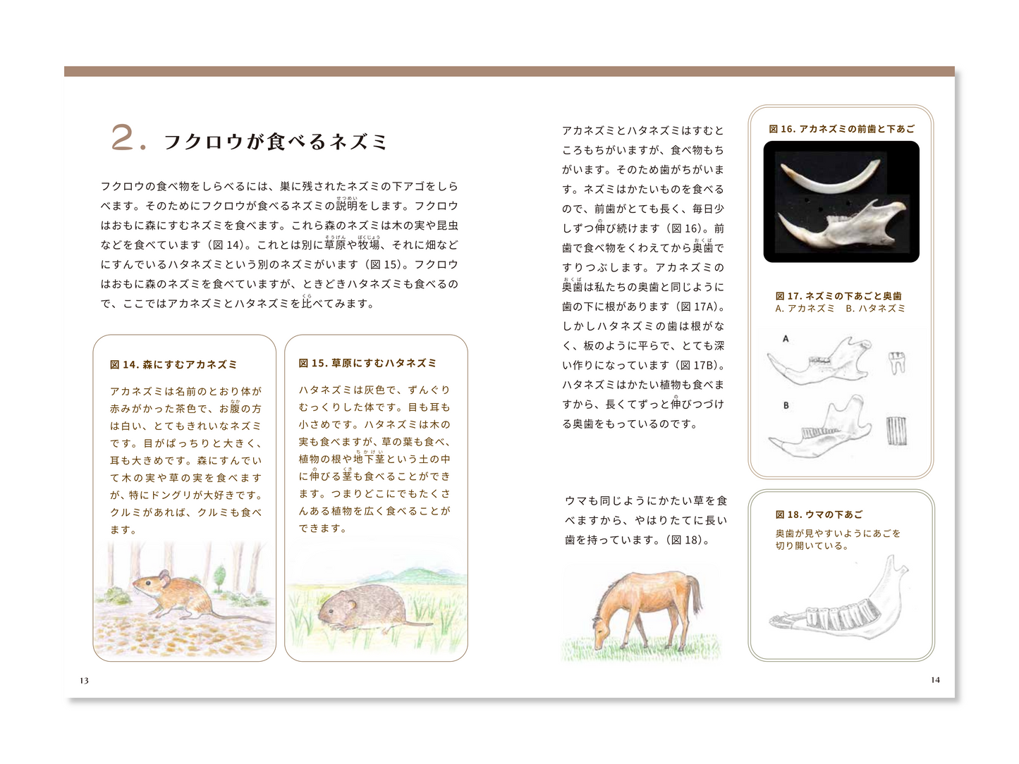 アファンの森ガイドブック アファンの森のフクロウが教えてくれたこと