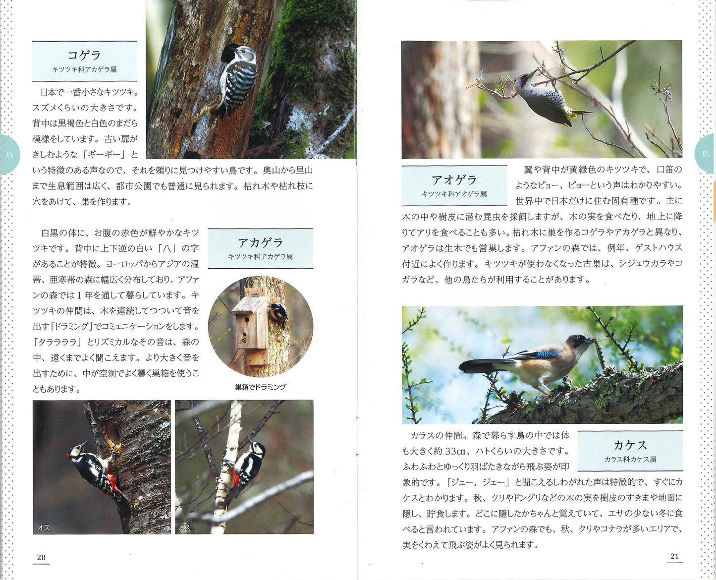 アファンの森 生きものガイドブック