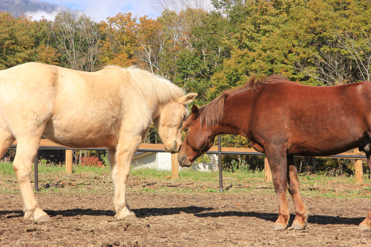 寄付 ホースプロジェクト