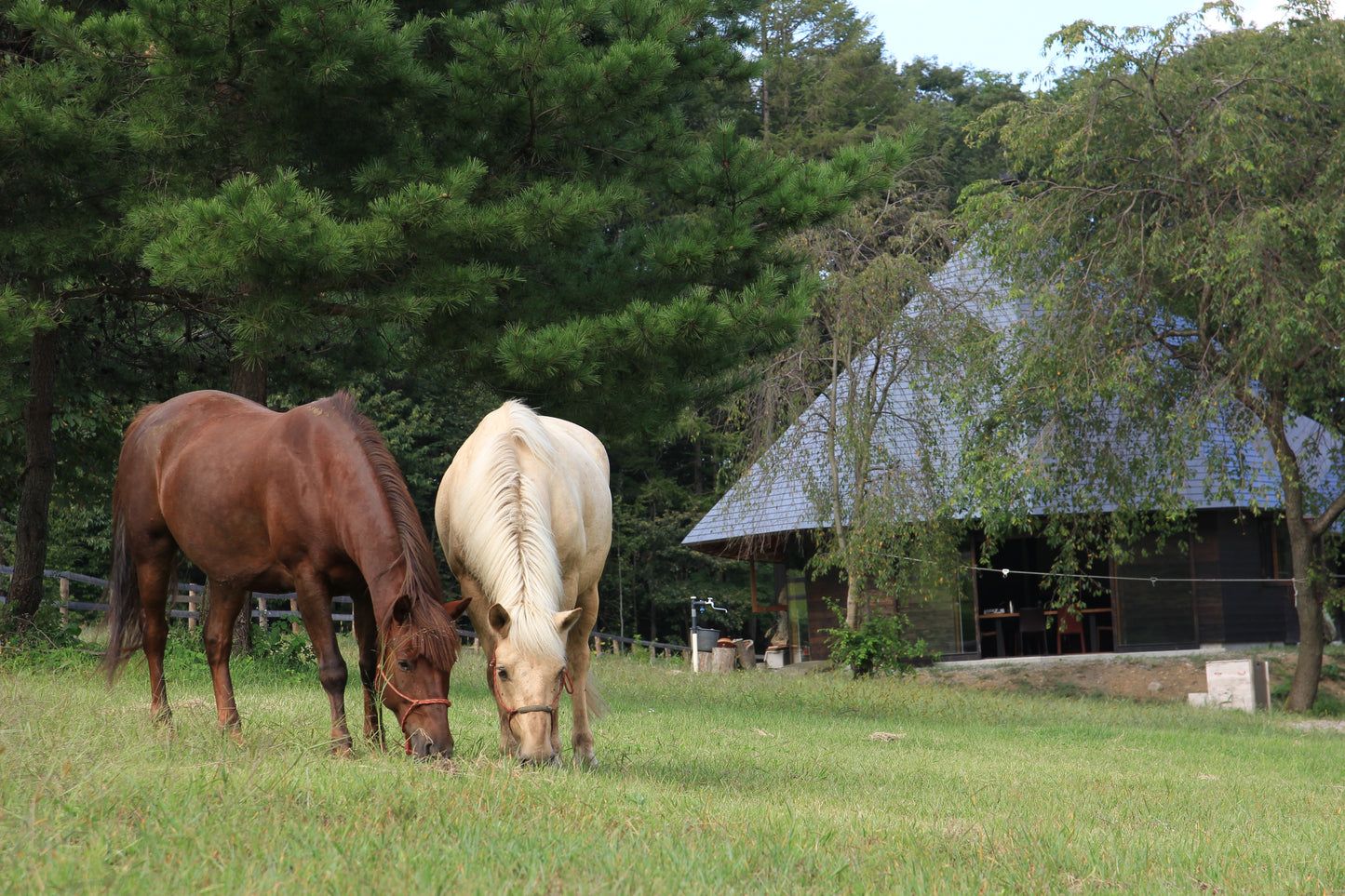 ホースプロジェクトサポーターズ倶楽部(月々10,000円から)継続支援