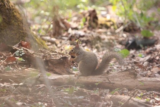 月会員(月々500円からのサポート) 一口500円
