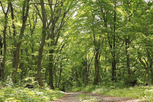 Organic cotton T-shirts(Nicole Message Fornt print)