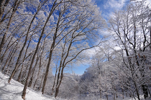 Organic cotton T-shirts(Nicole Message Back print)