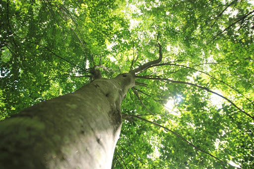 賛助会員(年会費50000円からのサポート)