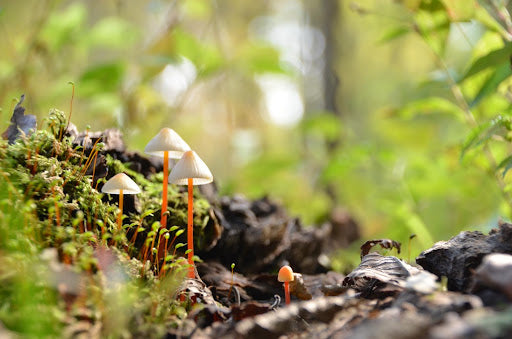 寄付 アファンの森 一口1000円