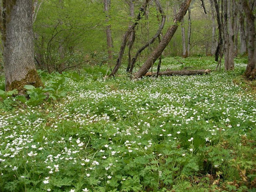 年会員(年会費5000円からのサポート) 一口5000円