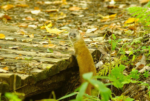Organic cotton T-shirts(クマさんアカデミー)